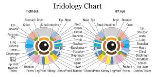 iridology chart white