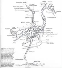 Skeleton Bird