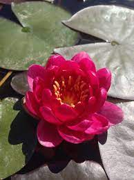 Pin On Water Gardens