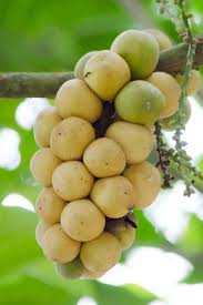 Image result for Meliaceae