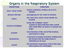 Human Respiration