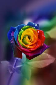 Rose is the flower of love. Wallpaper Rose Flowers Wallpapers For Mobile 720x1440 Download Hd Wallpaper Wallpapertip