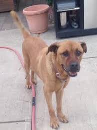 Rottweiler Puppy Black And Brown Dogs Lost Dog Rottweiler In Queens Village Ny Lostmydoggie Com Losing A Dog Rottweiler Breed German Shepherd Colors
