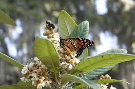 Image result for Eriobotrya japonica