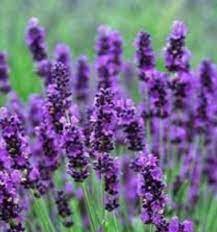 Pin By Rachel Summers On Flowers Lavender Plant Plants Growing Lavender