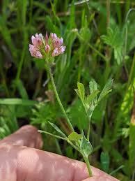 Image result for Dipcadi brevifolium