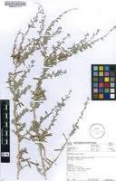 Image result for Indigofera bainesii