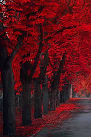 My Little Heaven Beautiful Nature Wallpaper Red Tree Autumn Scenery