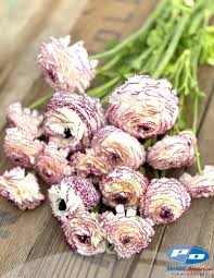 Image result for Ranunculus stagnalis