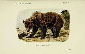 Vernacular names edit wikidata 'brown bear'. File Ursus Arctos Pyrenaicus Litografia Jpg Wikimedia Commons