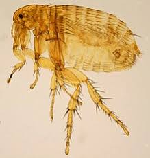 Endemic typhus can be found worldwide. Rickettsia Typhi Wikipedia