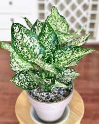 Pin On Houseplant Inspiration