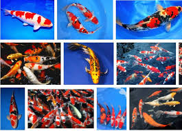 Setiap jenis kolam ikan mempunyai kelebihan dan kekurangan mereka tersendiri. Ikan Hias Kolam Super Cantik Harga Murah