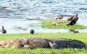 El ataque del cocodrilo fue en tampico. Tampico Capital De Los Cocodrilos El Sol De Tampico Noticias Locales Policiacas Sobre Mexico Tamaulipas Y El Mundo