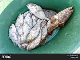 Staying in atlantic canada, if tuna isn't your thing, how about a fish that eats giant tuna? Fresh Fish Green Image Photo Free Trial Bigstock
