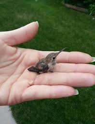 Mother hummingbirds will usually have two eggs laid on different days. Baby Hummingbird 9gag