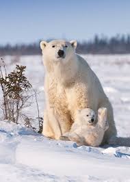 Polar Bear With Baby Eisbar Susse Tiere Baby Eisbaren