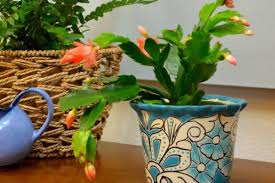 ¿cómo se hace una infografía? Reproducir El Cactus De Navidad Por Esquejes De Hoja