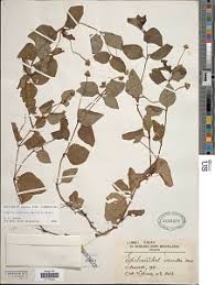 Image result for Bidens oligoflora