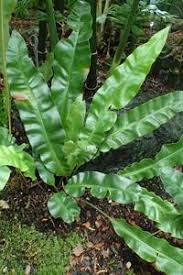 Image result for Elaphoglossum kivuense