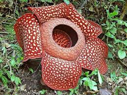 Rafflesia Arnoldii Worlds Largest Flower Found In Southeast Asia And Philippines It Smells Like Rotting Flesh And Unusual Flowers Rare Flowers Unique Flowers