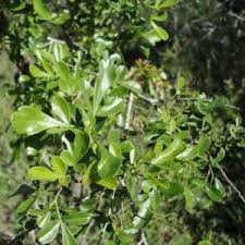 Image result for Searsia gueinzii