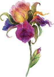 Beautiful Watercolor Iris Flower Colorful Art Art Art Painting