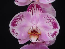 We did not find results for: Phalaenopsis Lianher Black Pearl
