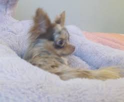 Check spelling or type a new query. The Merle Chihuahua Club By N I Chihuahuas Home Facebook