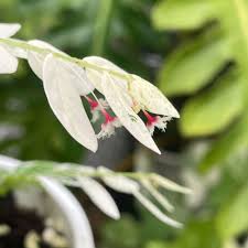 Image result for Phyllanthus wittei