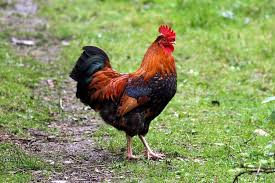 Can A Rooster Be Neutered What Is A Capon Is Castration Inhumane Farm Animals Pictures National Animal Of France National Animal