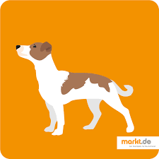 Photos de jack russell terrier. Jack Russell Terrier Charakter Aussehen Zucht Markt De