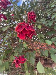 Image result for Erythrina fusca