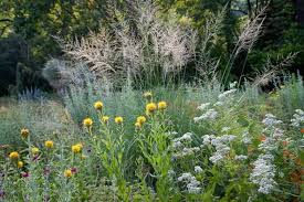 Image result for Nesaea polycephala