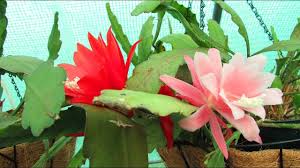 Unlike a traditional cactus plant, however, the orchid cactus doesn't have any prickly stickers or thorns. Flowering Epiphyllum Cacti Orchid Cactus In The Polytunnel Youtube