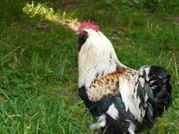 The production of heavy table poultry and winter eggs were the main objective of the french poultry keepers in establishing this breed. Salmon Faverolle Rare Breed Baby Chicks Chickens For Backyards