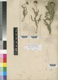 Image result for Erlangea