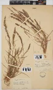 Image result for Glossostelma carsonii