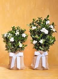 We offer same day flower delivery, and discount prices with a focus on excellent service. Pet Sympathy Memorial Gifts Sympathy Gifts For Loss Of Pet