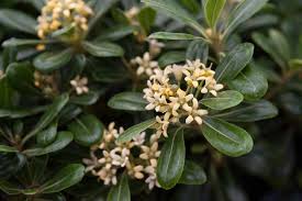 Shop with afterpay on eligible items. Best Evergreen Hedge Plants Bbc Gardeners World Magazine