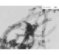 Ni-Coated Multi-Walled Carbon Nanotubes (OD: >50nm), Length: <10um, 10g