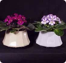 Are you looking for the best african violet fertilizer? Optimara African Violet Water Wells