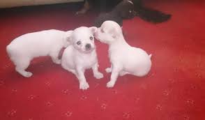 We did not find results for: Chilier Dog Breed Info Chihuahua Cavalier King Charles Spaniel Mix