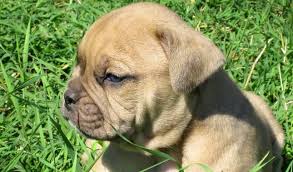 Don't give them the run of the house until they've reached trustworthy maturity. Alapaha Blue Blood Bulldog Breed Information