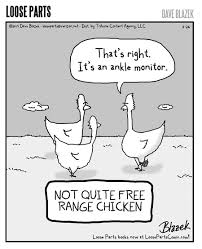 Free Range Chickens Free Range Chickens Chicken Humor Free Range