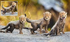 Share the best gifs now >>>. Week Old Cheetah Cubs Spotted Taking Their Initial Steps Into The World At Serengeti National Park Daily Mail Online