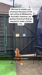 The cat didn’t know what to do after escaping 🤣🤣🤣 #Memezar (Via:  @ViralHog)