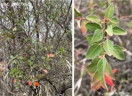 Image result for Clutia