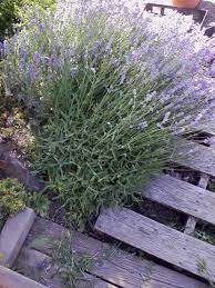 What To Do About My Overgrown Lavender Lavender Plant Lawn And Garden Growing Plants