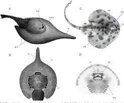 Image result for Dignathia